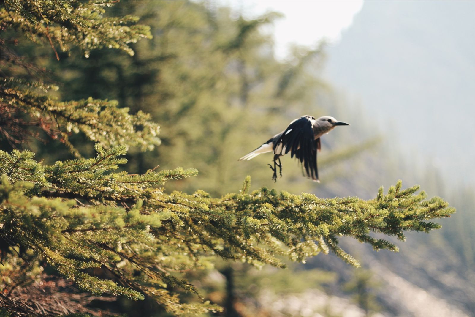 Bird taking off taken by Jamie Pinheiro